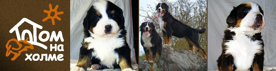 Our puppies Our puppies