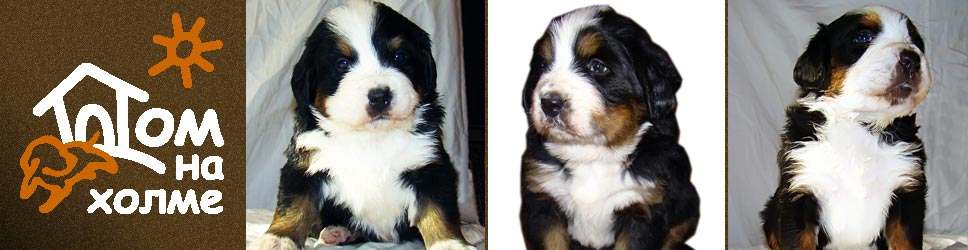 Our puppies Our puppies