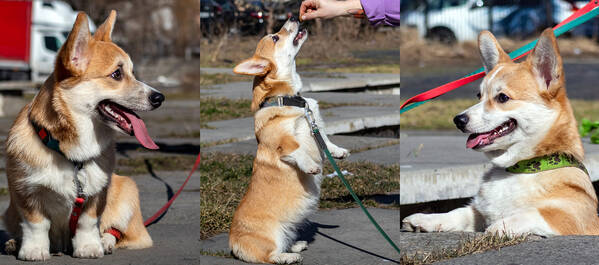 Terra, Thalia, Theia Iz Doma na Holme