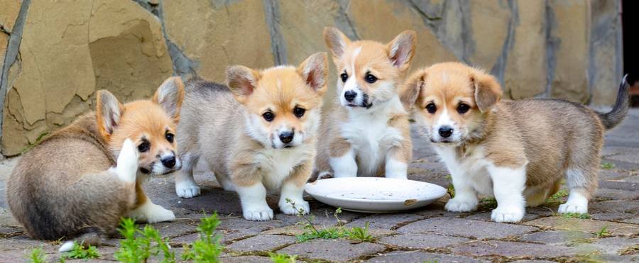 Litter Y pupies
