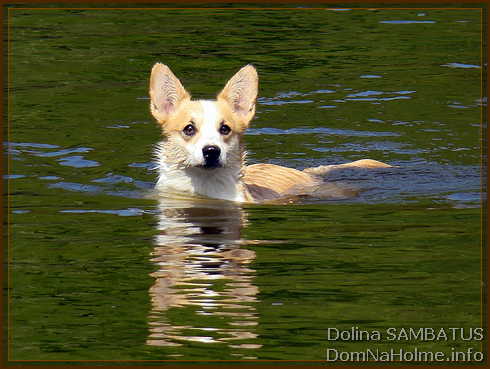 dolina37