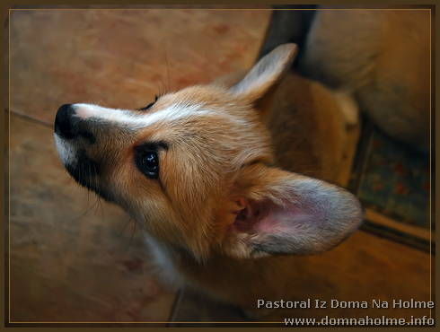 pastoral08