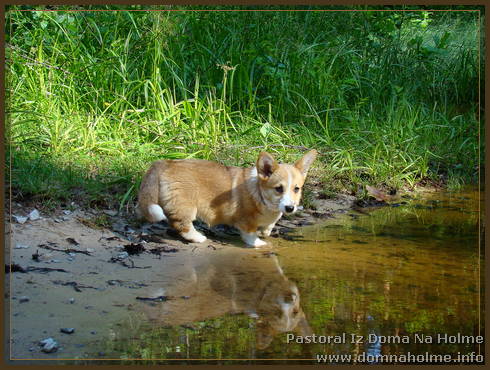 pastoral11