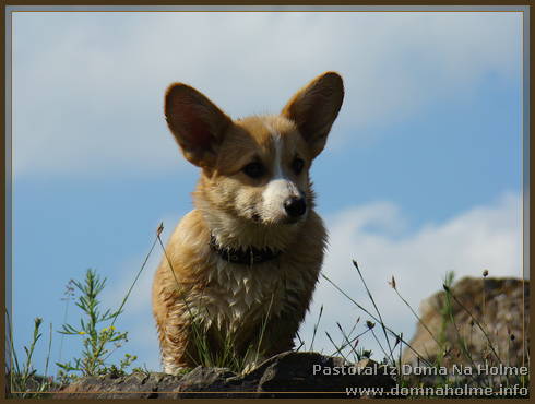 pastoral12