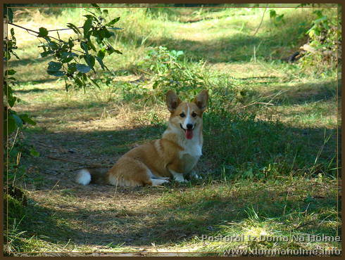 pastoral32