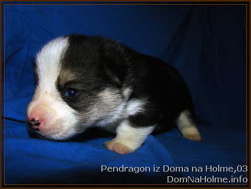 pendragon01