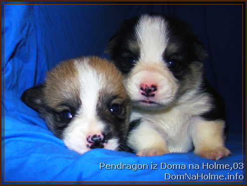 pendragon03
