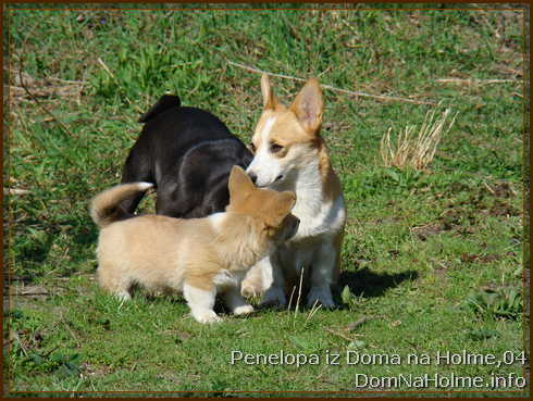 penelopa11