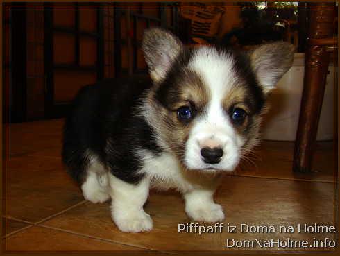 piffpaff04