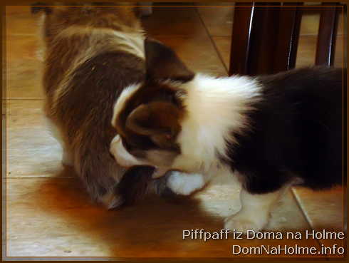 piffpaff05