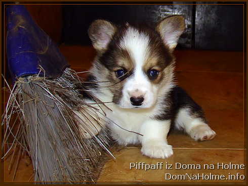 piffpaff06