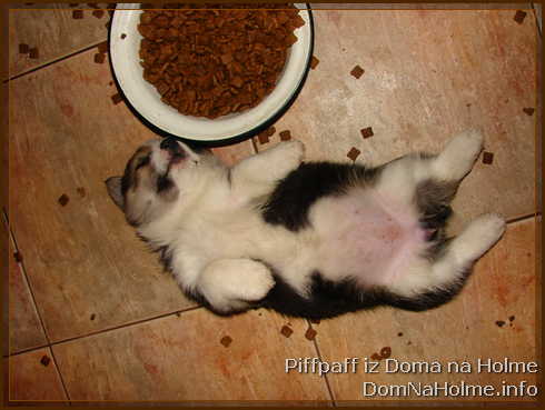 piffpaff08