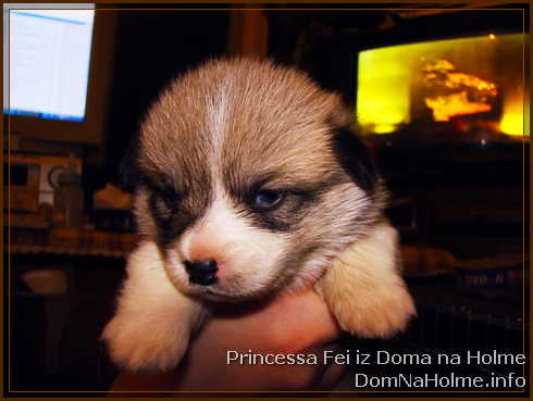 princess02