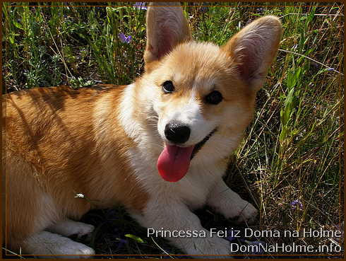 princess23