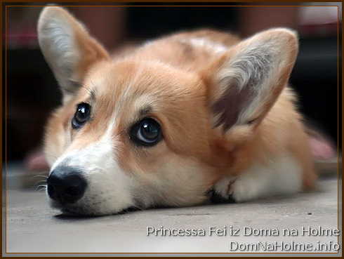 princess31