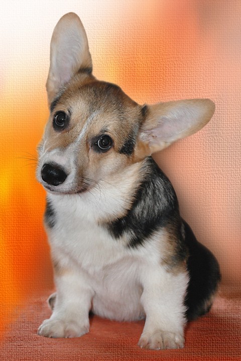 4mnola2