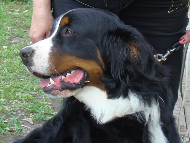 Akela