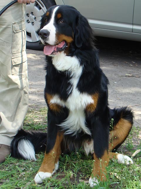 Akela12