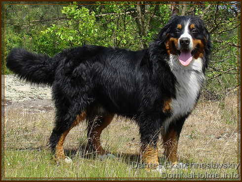 Berner Sennenhund