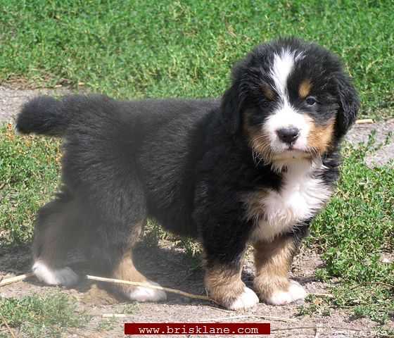 Ya_Pups_Boy_05_1Month_07_1