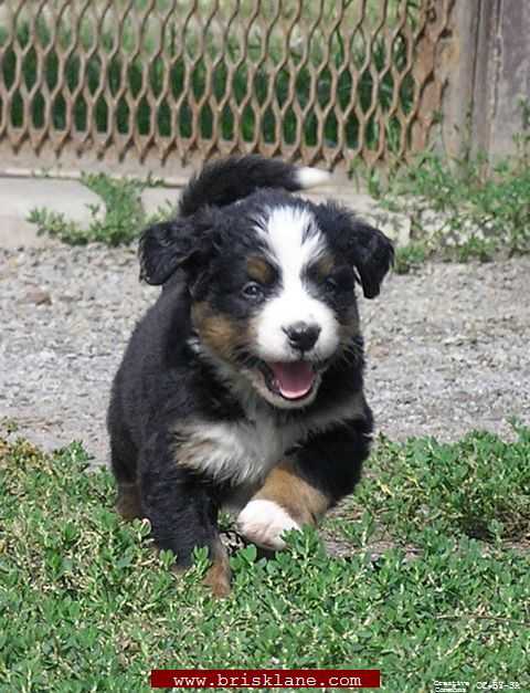 Ya_Pups_Gil_02_1Month_01_1