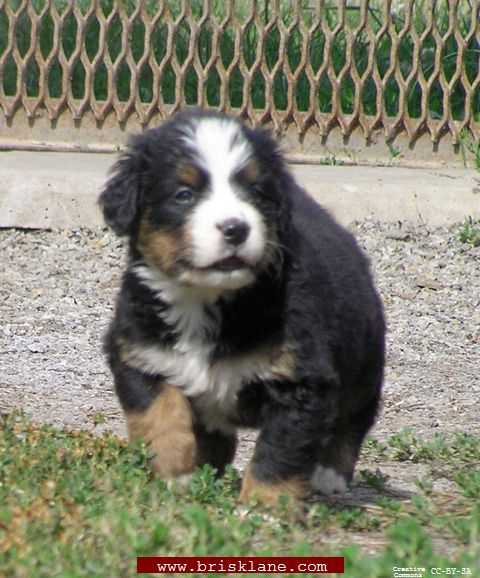 Ya_Pups_Gil_02_1Month_03_1