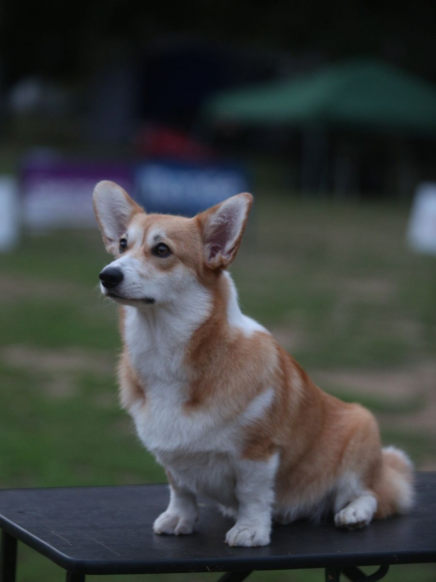 Canestrelli Rozalia Light Dream