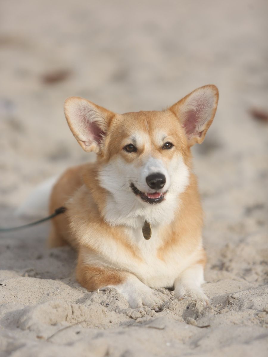 Canestrelli Rozalia Light Dream