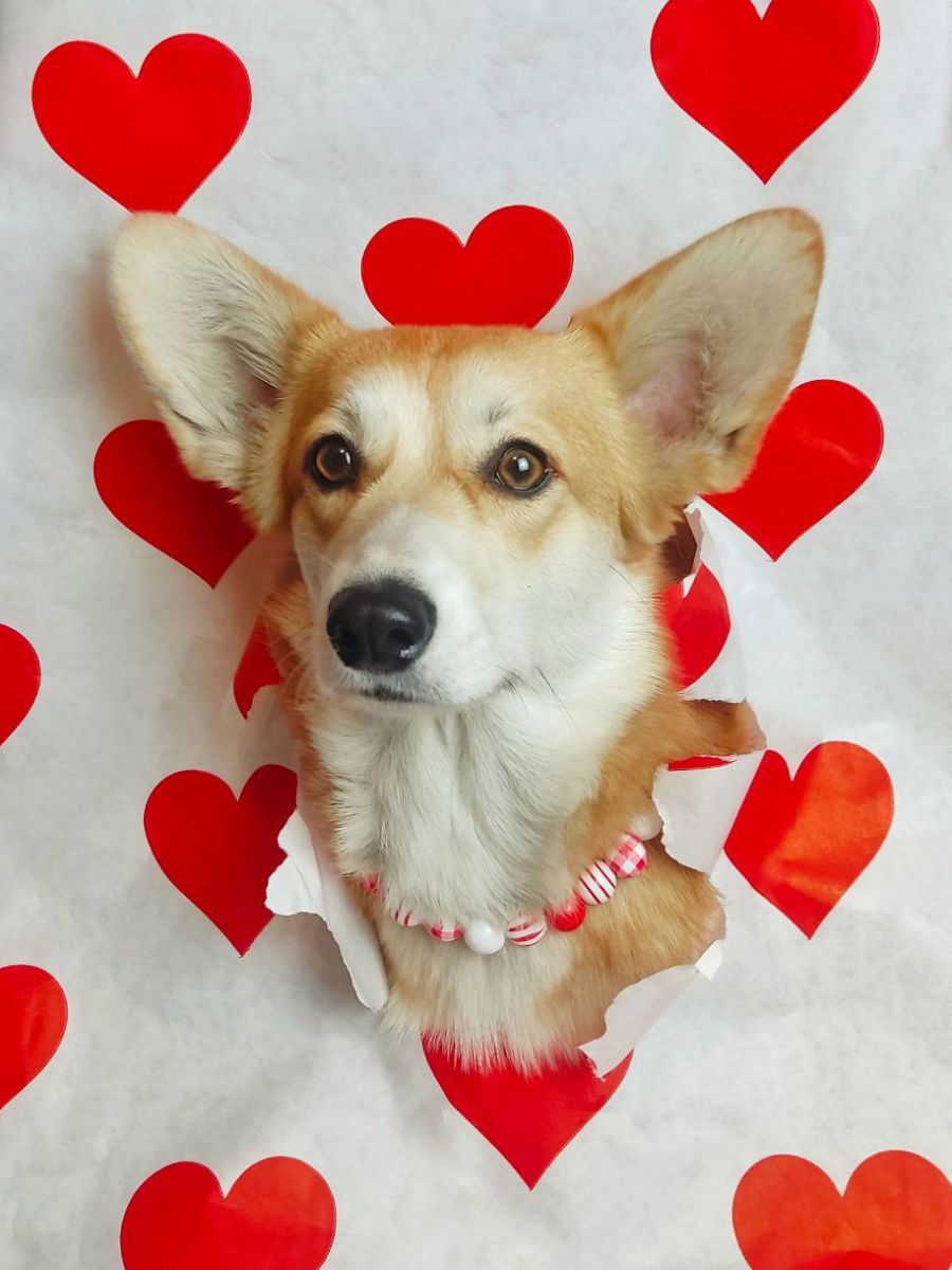 Canestrelli Rozalia Light Dream