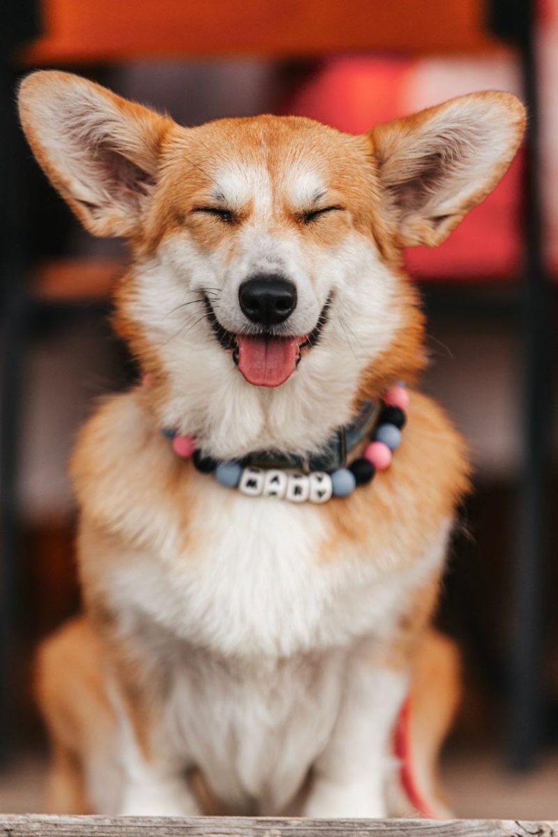 Canestrelli Rozalia Light Dream