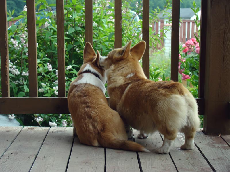 Welsh Corgi Pembroke 