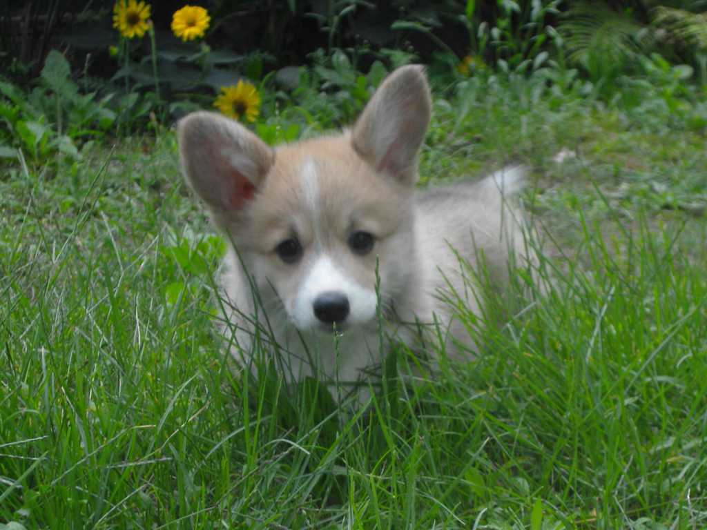 doris_10