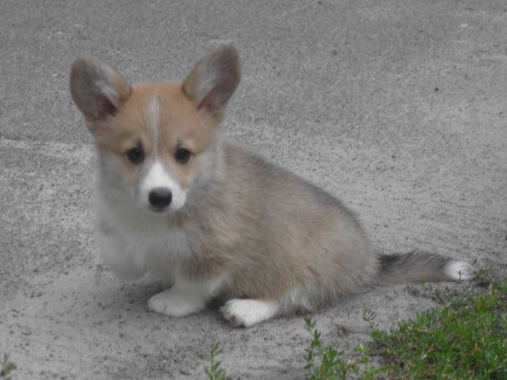 doris_11