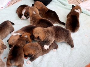 puppies