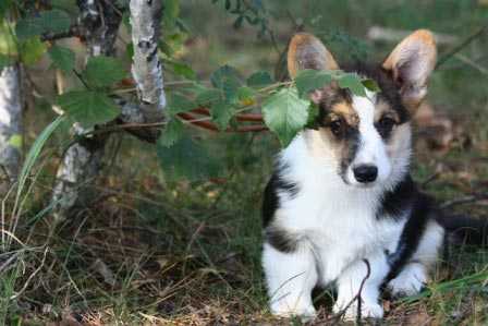 welsh corgi Brava