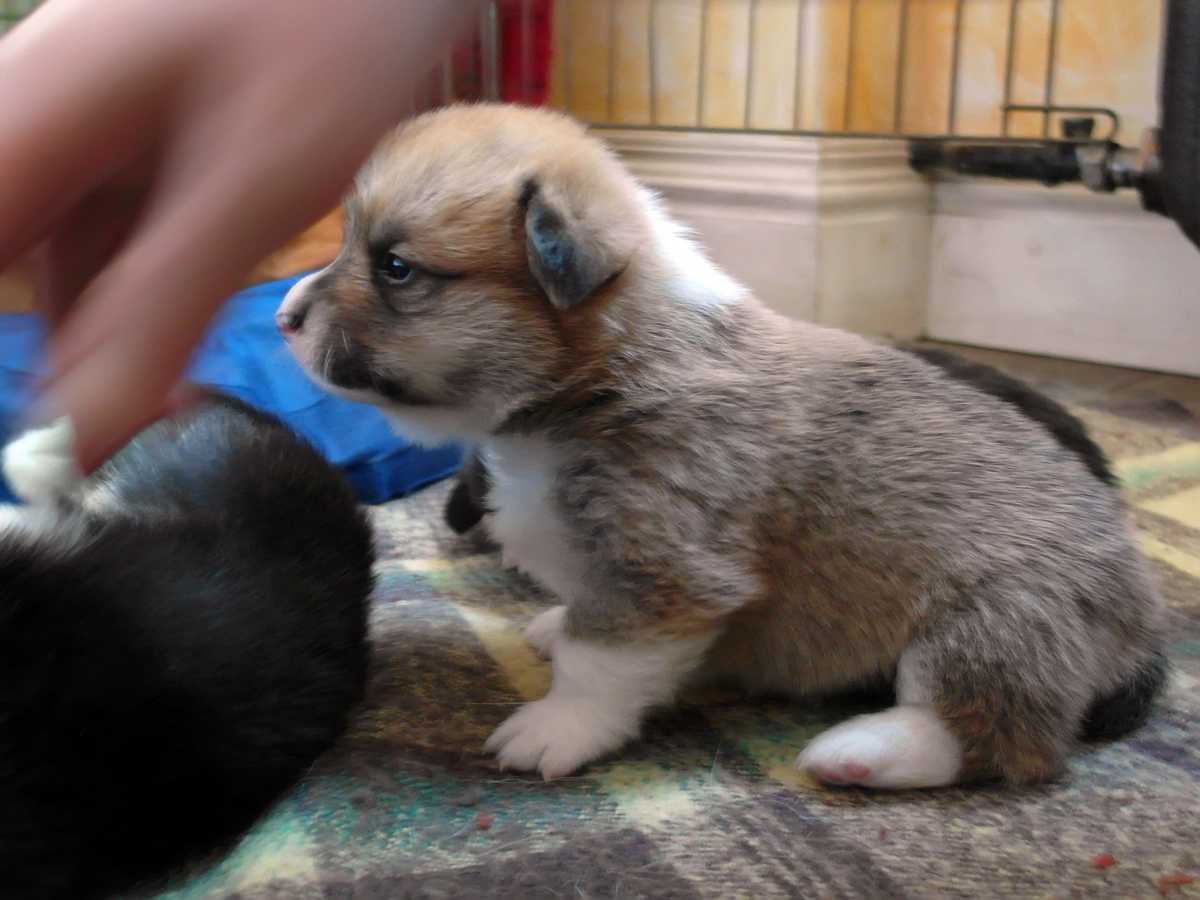 Ginger02