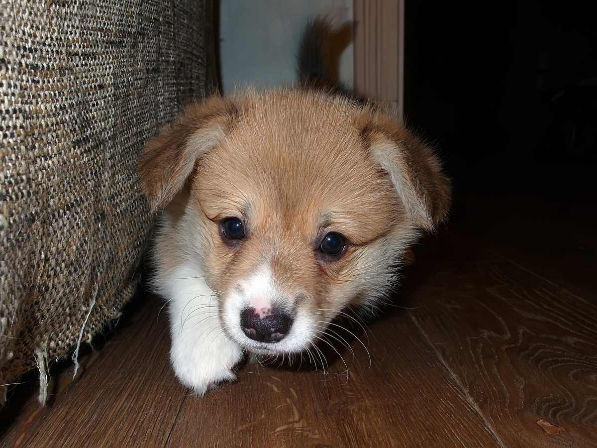 Ginger07