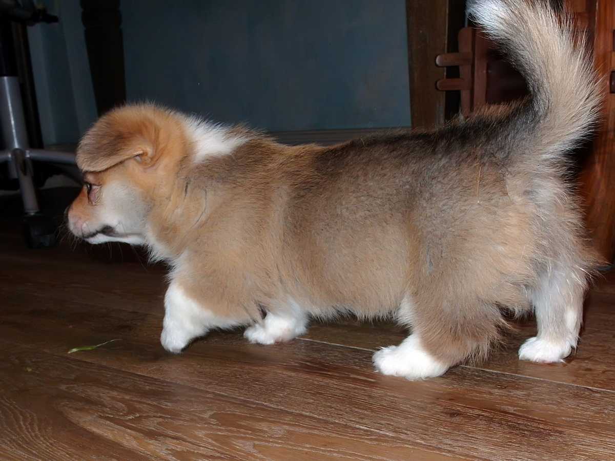 Ginger08