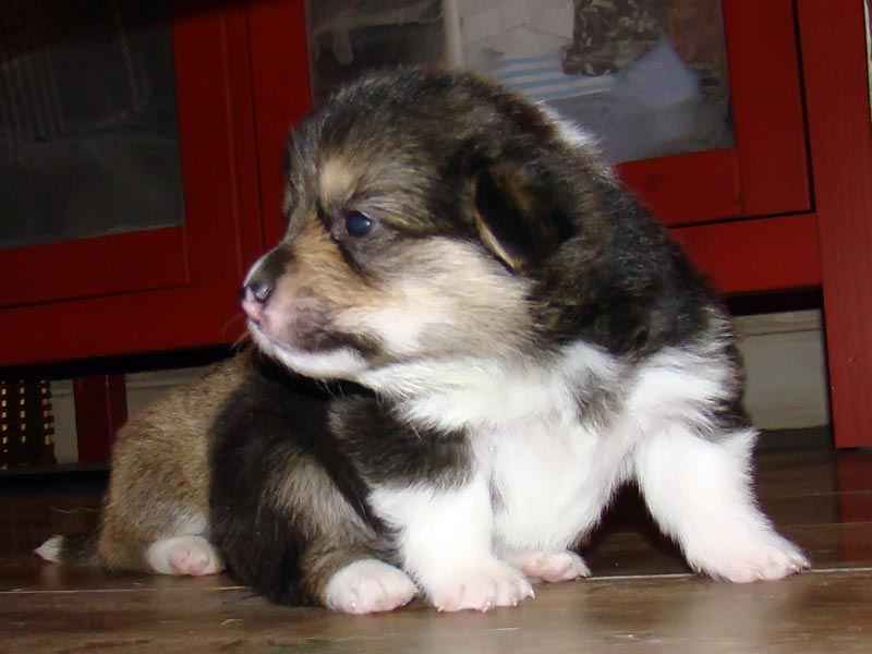 TriColor1