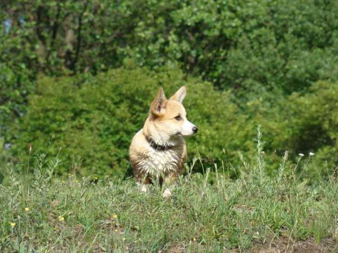 Pastoral2009_06_13
