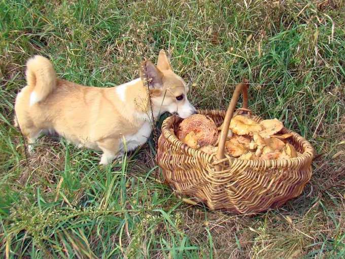 Pastoral2010_10_51