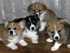 agathas puppies