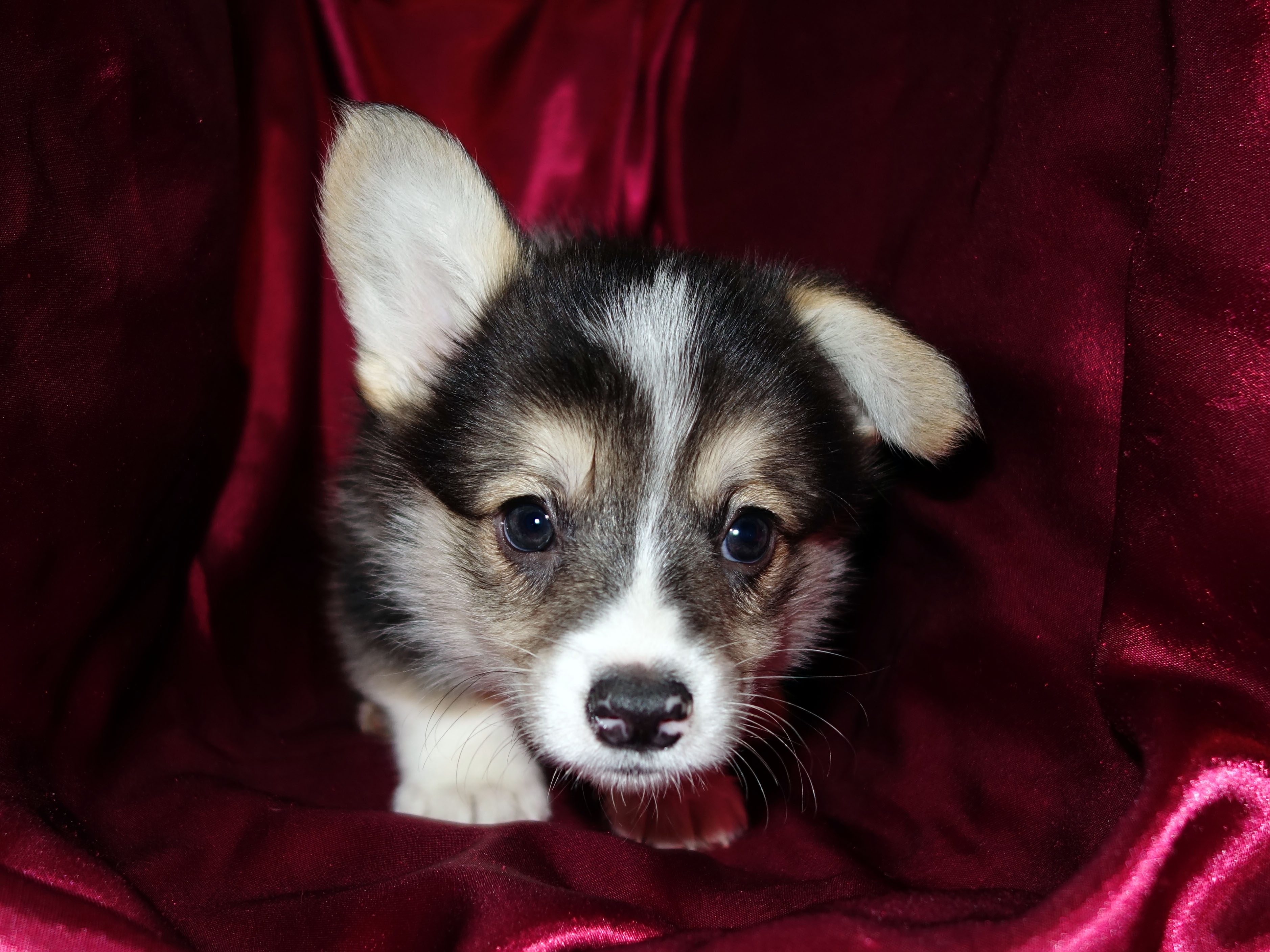 Elvis02
