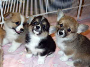 Litter C puppies