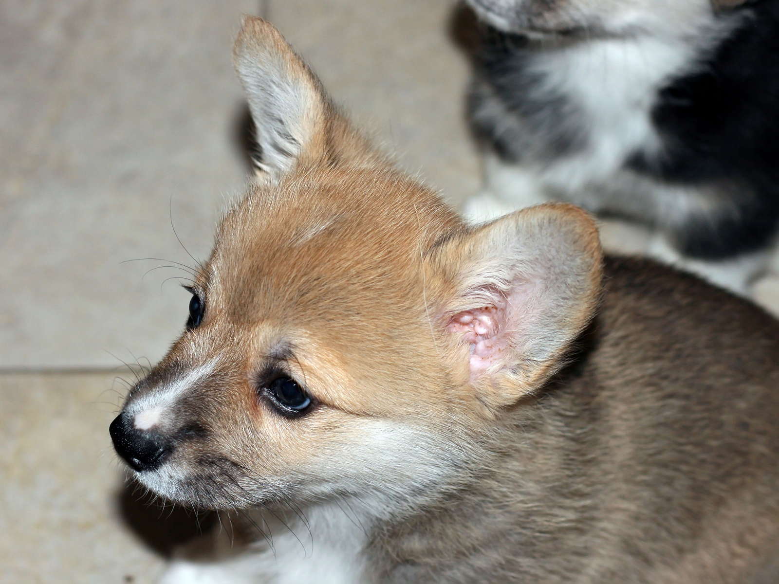 Ein08
