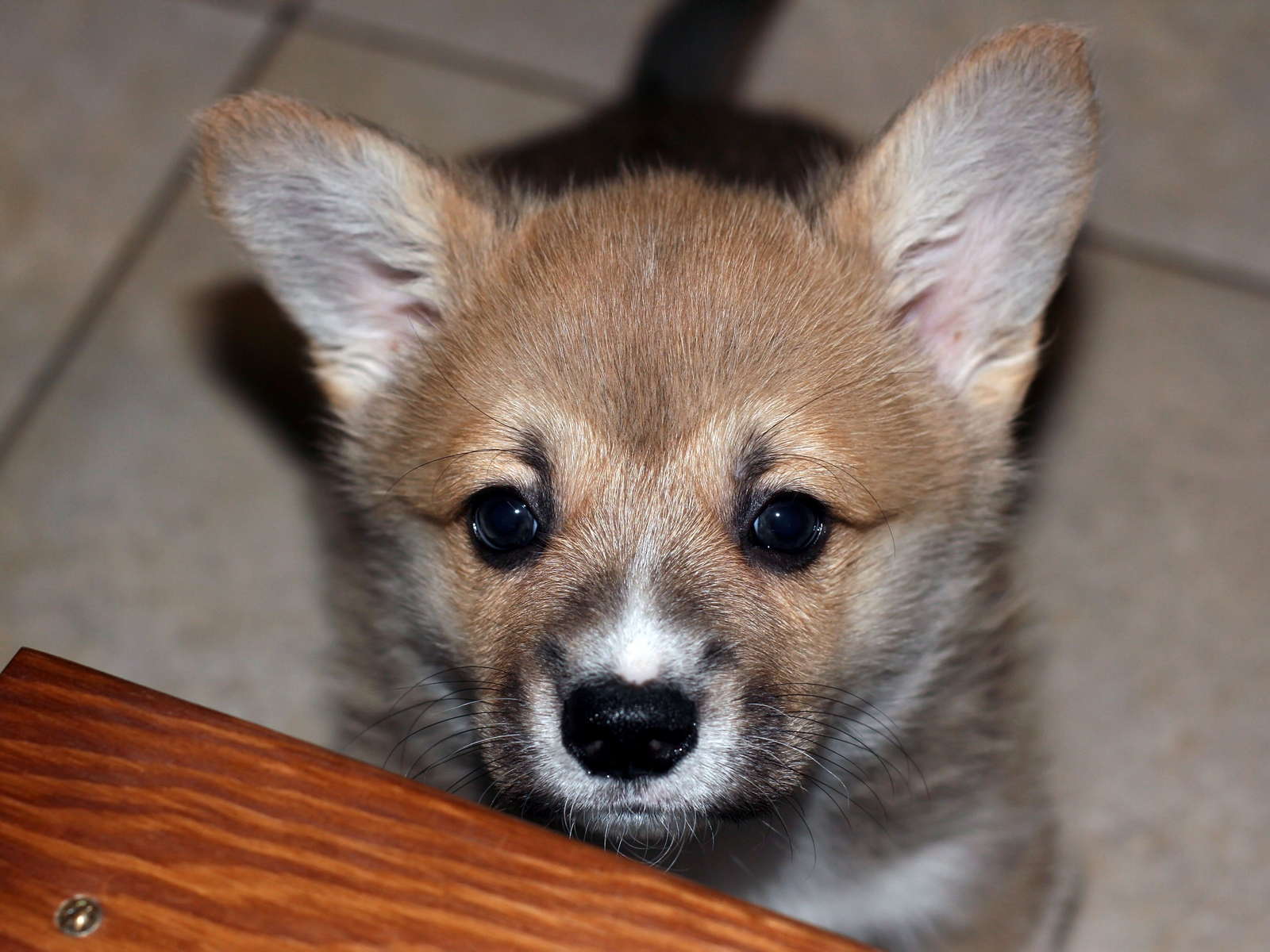 Ein09