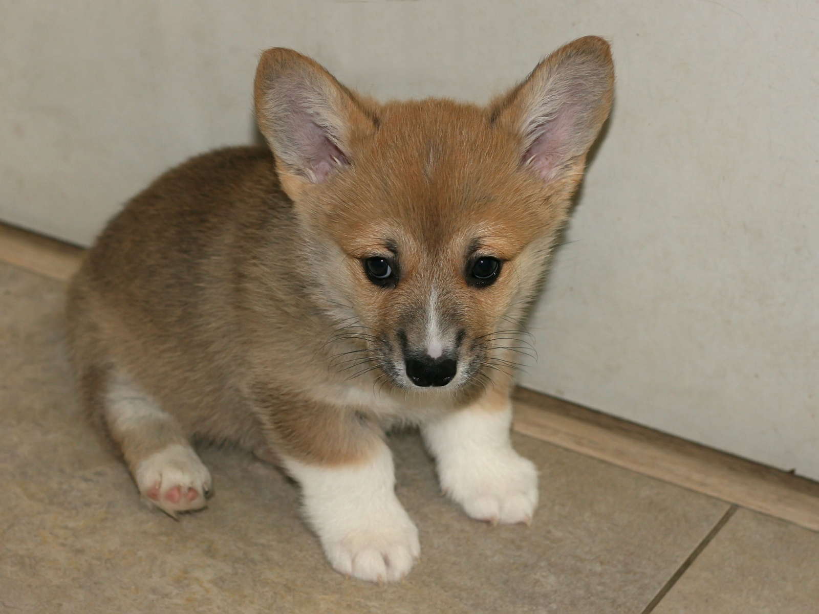 Ein14