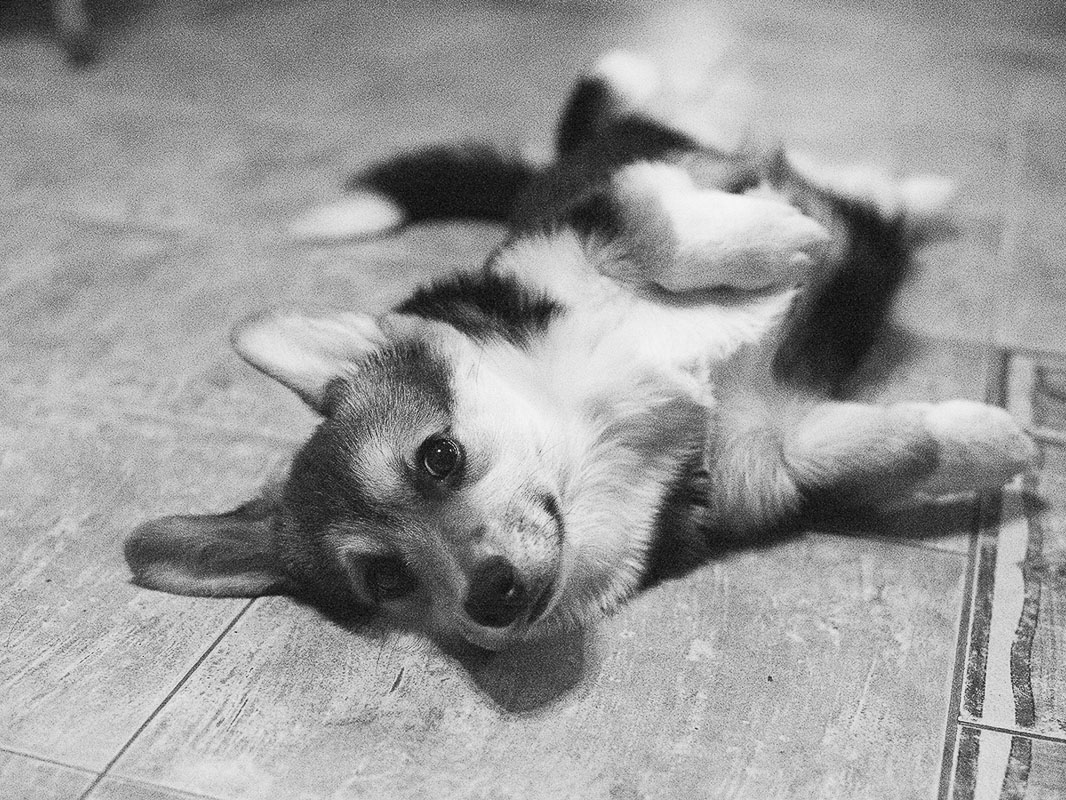 DSC_6911bw