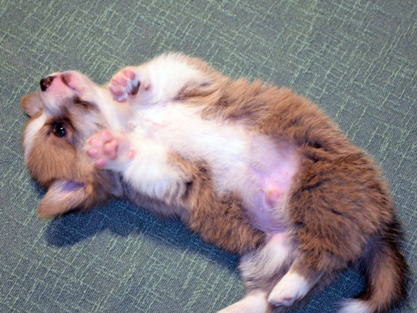 DSC_0336