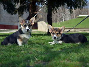 Galahad and Gerallt